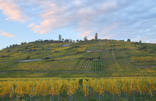 Excursão a Hunawihr e Riquewihr + Degustação de vinhos - Foto 3