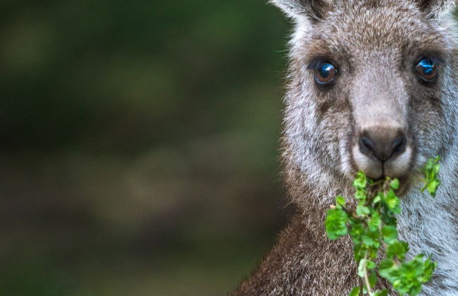 Avistamiento de canguros y wombats en las Southern Highlands + Fitzroy Falls - Foto 9
