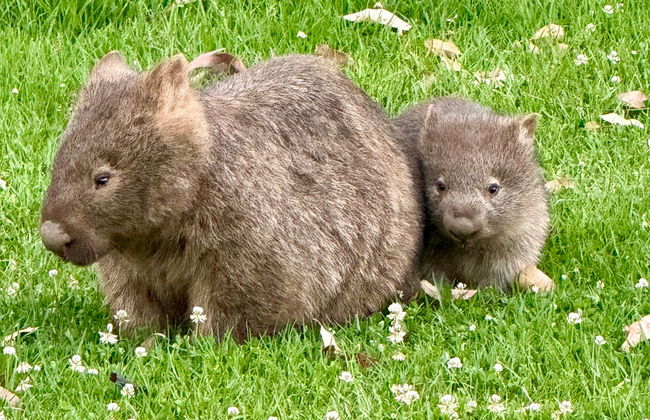 Avistamiento de canguros y wombats en las Southern Highlands + Fitzroy Falls - Foto 6