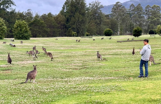 Avistamiento de canguros y wombats en las Southern Highlands + Fitzroy Falls - Foto 3