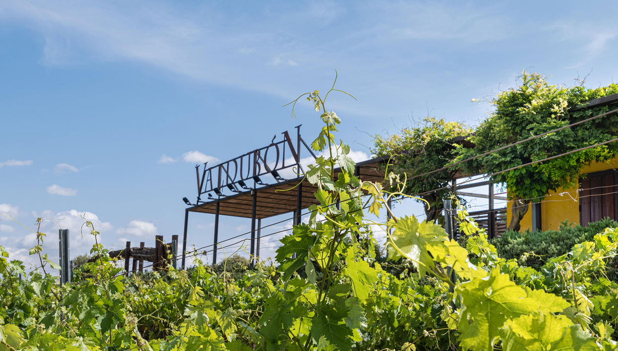 Visite des Bodegas Valdubón