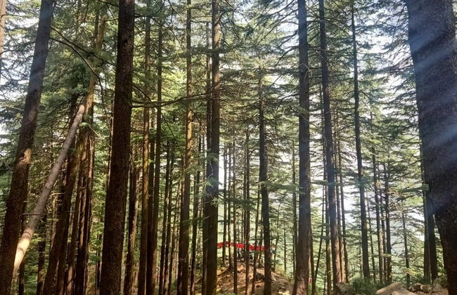 Visita guiada por McLeod Ganj - Foto 2