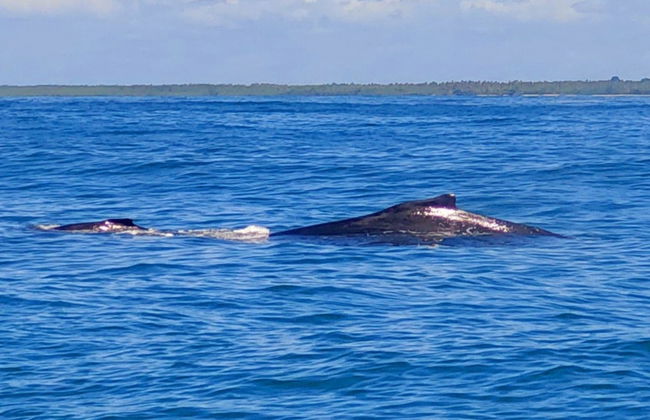 Observation des baleine autour de l'île de Boipeba - Photo 2