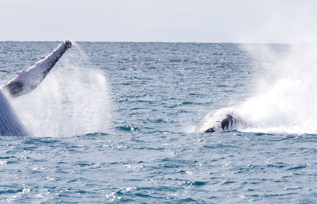 Observation des baleine autour de l'île de Boipeba - Photo 7