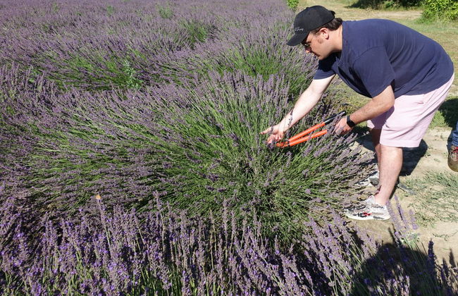 Provençal Lavender Farm Tour - Photo 7