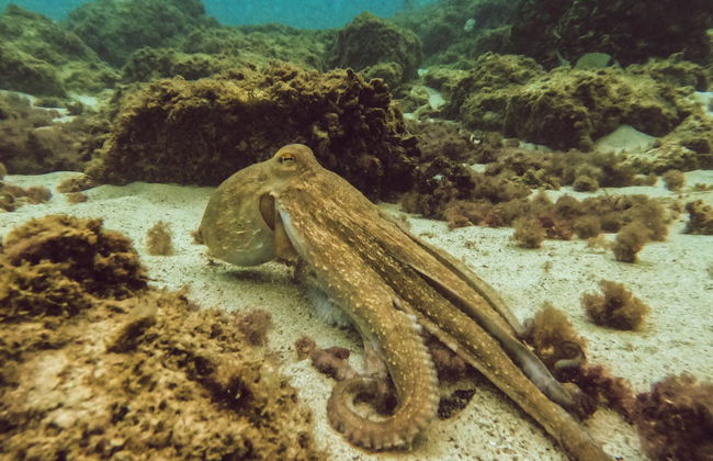 Buceo en Cala Portals Nous - Foto 8