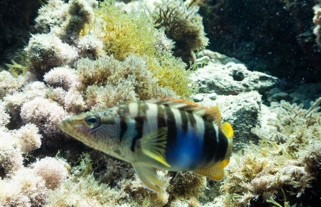 Buceo en Cala Portals Nous - Foto 10