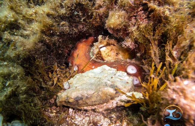 Buceo en Cala Portals Nous - Foto 2