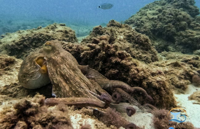 Buceo en Cala Portals Nous - Foto 3