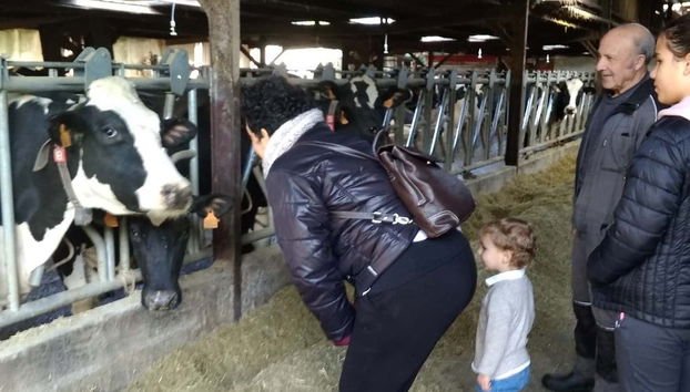 Podréis ver las vacas lecheras desde muy cerca