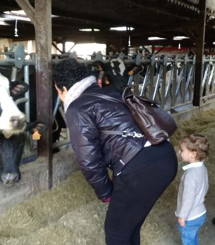 Foto de Visita a una granja de vacas lecheras