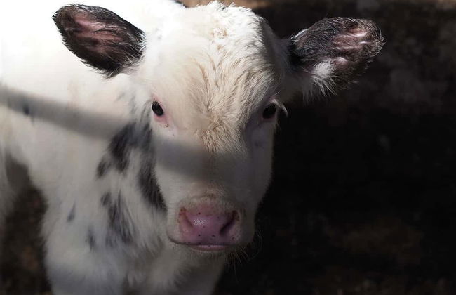 Visita a una fattoria di vacche da latte - Foto 3