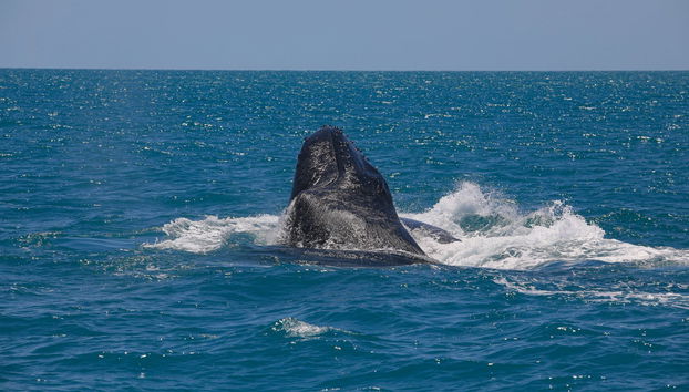 Observation de baleines à Porto Seguro - Photo 5