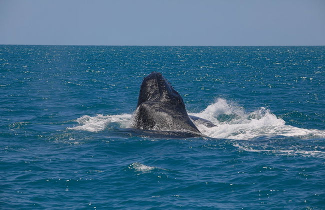 Observation de baleines à Porto Seguro - Photo 5