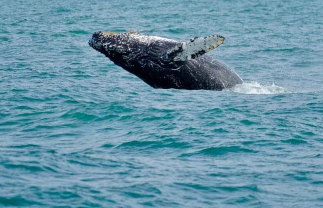 Avistamento de baleias em Porto Seguro - Foto 3