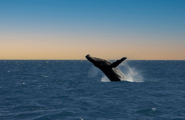 Observation de baleines à Porto Seguro - Photo 6