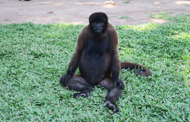 Monkey Island Day Trip - Photo 2