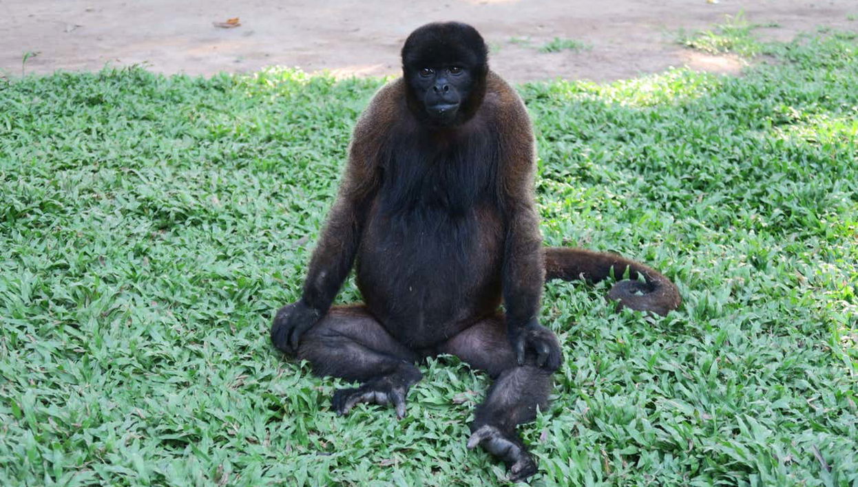 Monkey Island Day Trip - Foto 1