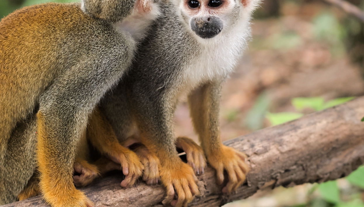 Excursão à Ilha dos Macacos - Foto 2
