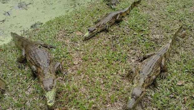 Monkey Island Day Trip - Photo 5