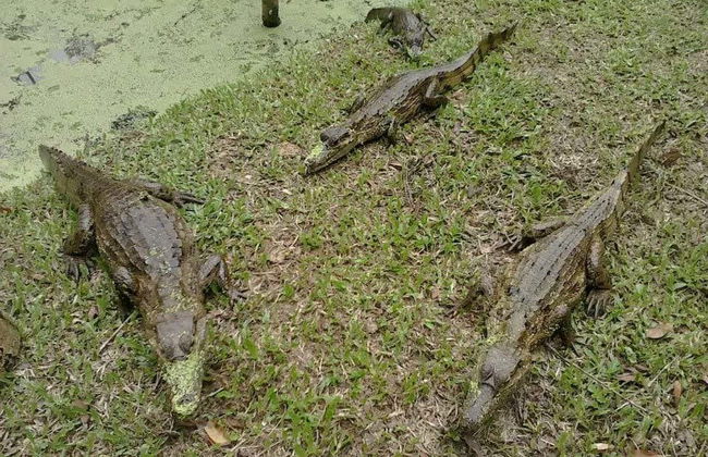 Monkey Island Day Trip - Photo 5