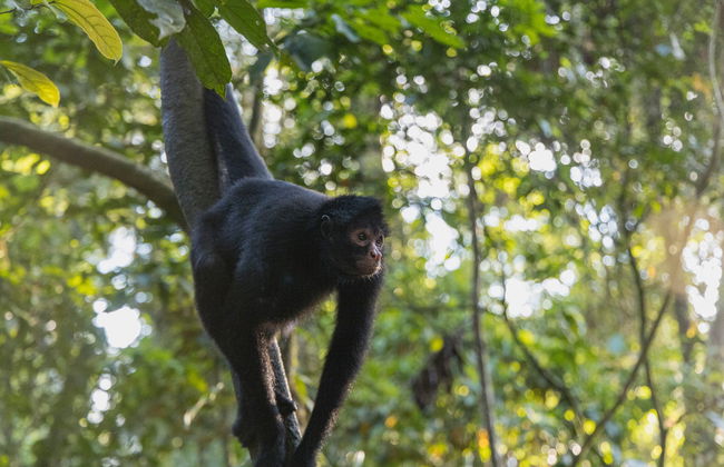 Monkey Island Day Trip - Foto 1