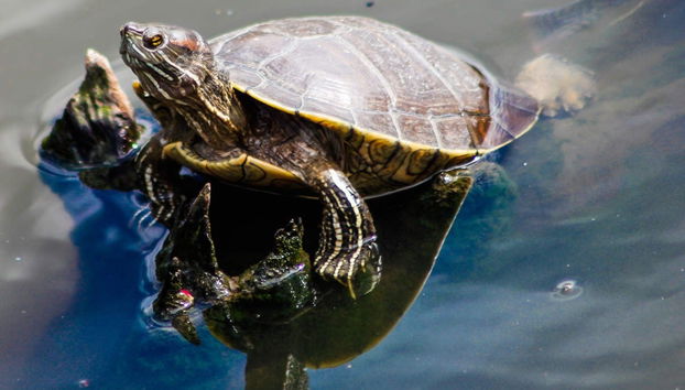 Private Saona Island Speedboat Day Trip - Photo 4