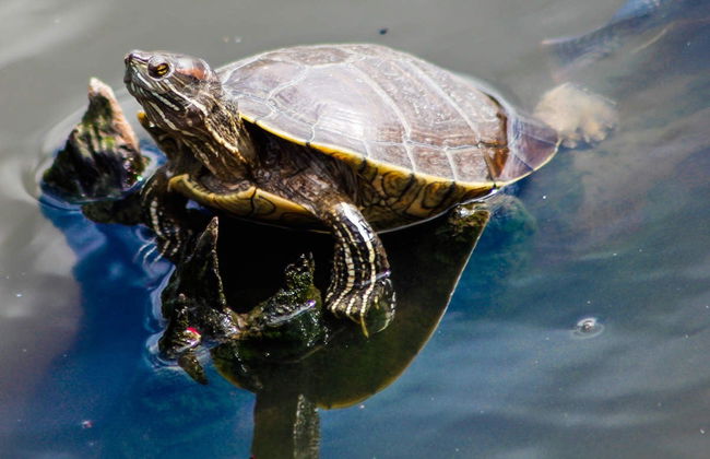 Private Saona Island Speedboat Day Trip - Photo 4