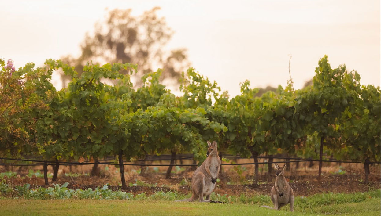 Tour de viñedos y bodegas por el valle de Hunter - Foto 1