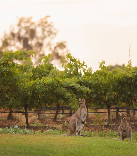 Foto de Tour de viñedos y bodegas por el valle de Hunter