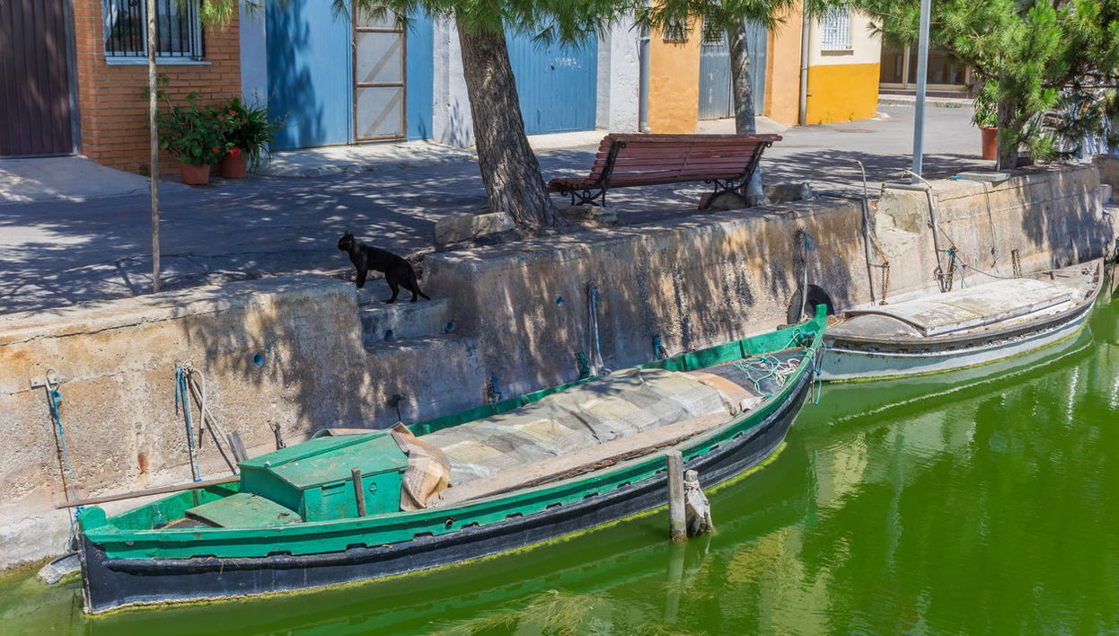 Balade en bateau sur l'Albufera - Photo 1