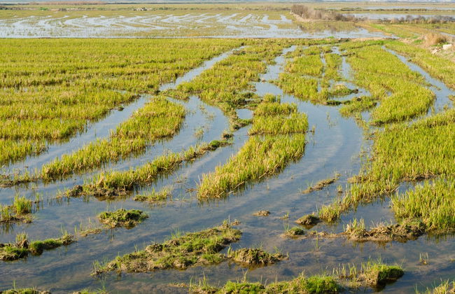 Paseo en barca por la Albufera - Foto 6