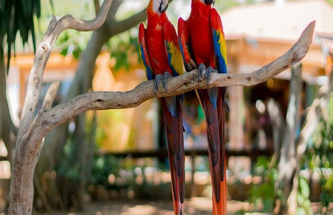 Marineland Mallorca - Foto 4