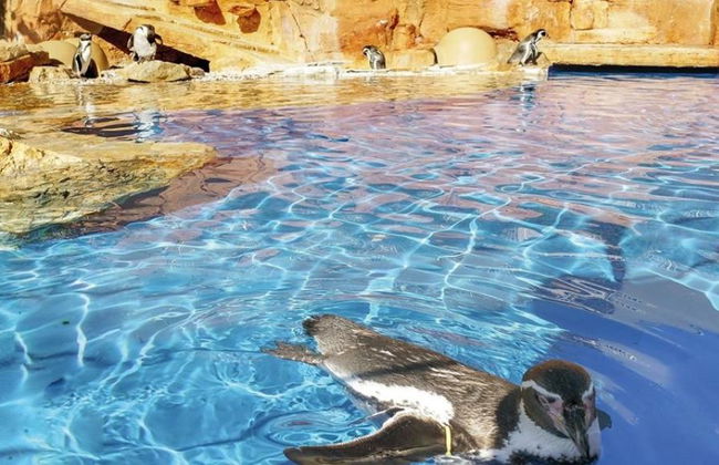 Marineland Mallorca - Foto 3