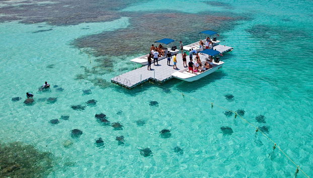 Avistamento de arraias em Stingray City Antigua - Foto 4