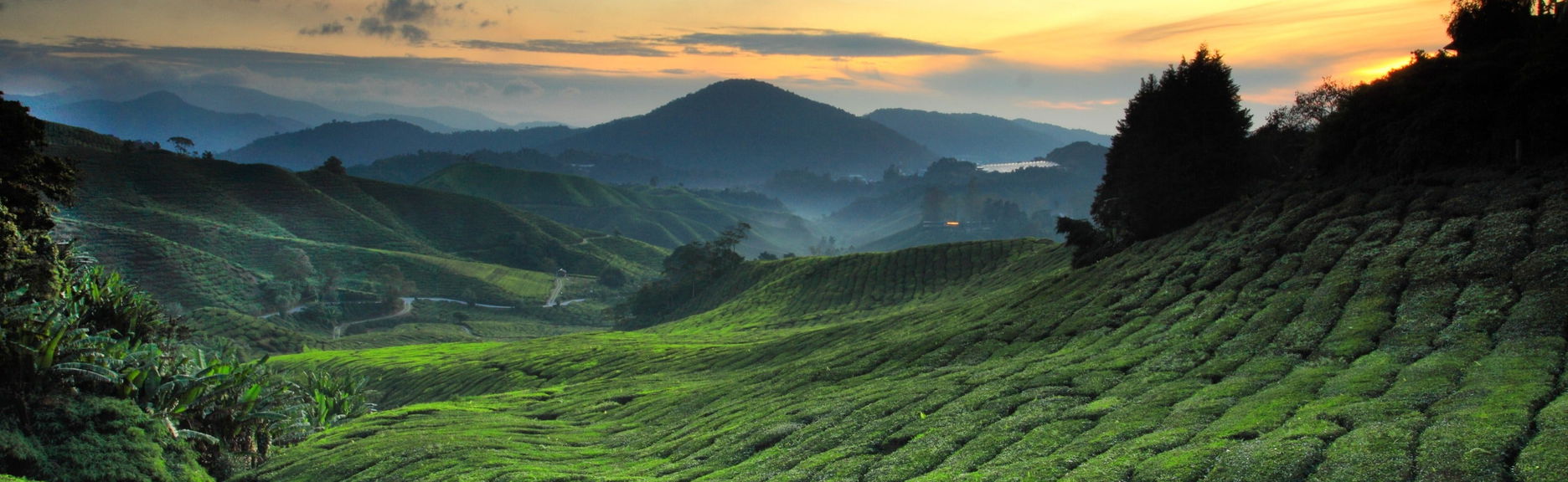 Cameron Highlands Sunrise Tour - Foto 1