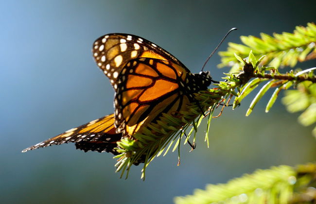 Valle de Bravo & Monarch Butterfly Excursion - Foto 4