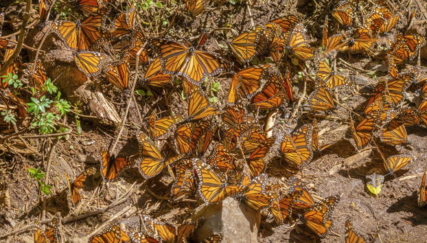 Valle de Bravo & Monarch Butterfly Excursion - Photo 2