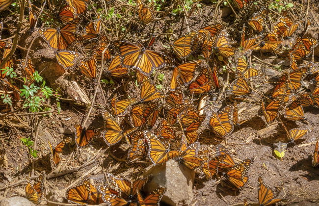 Excursión al Valle de Bravo y santuario de mariposas monarca - Foto 6