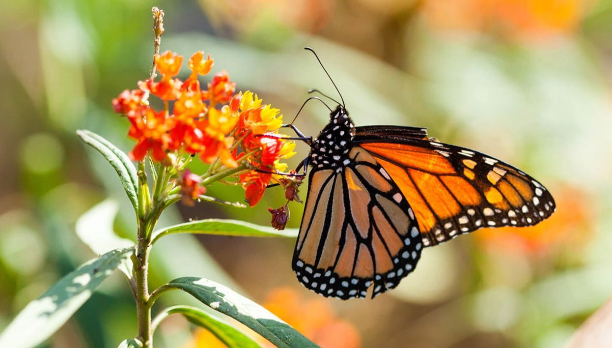 Valle de Bravo & Monarch Butterfly Excursion - Photo 1