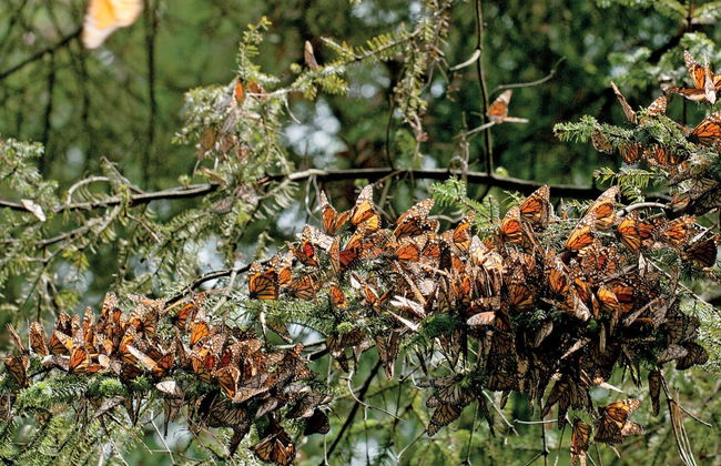 Valle de Bravo & Monarch Butterfly Excursion - Foto 2