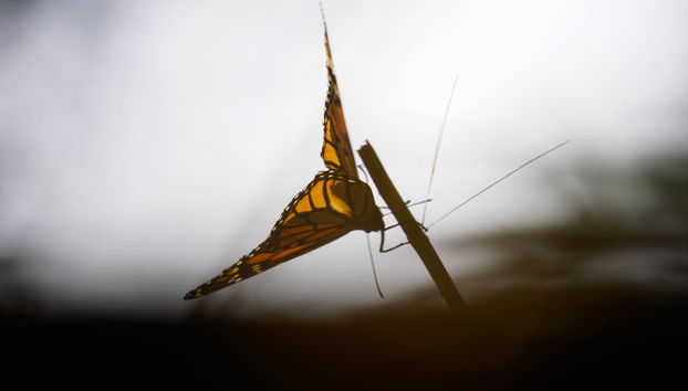 Valle de Bravo & Monarch Butterfly Excursion - Photo 4