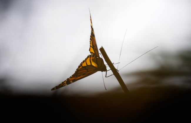 Excursión al Valle de Bravo y santuario de mariposas monarca - Foto 7