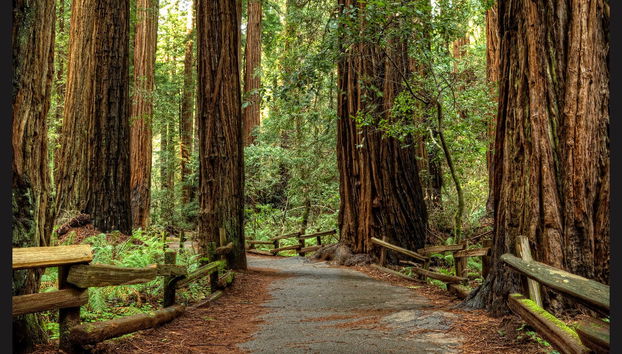 Excursion à Muir Woods & Sausalito - Photo 4