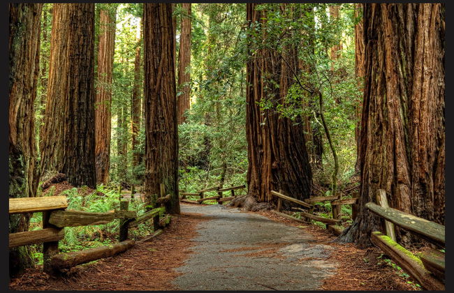 Excursão a Muir Woods e Sausalito - Foto 2