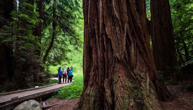 Muir Woods & Sausalito Tour - Foto 2