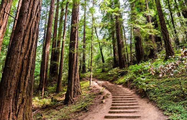 Excursión a Muir Woods y Sausalito - Foto 1