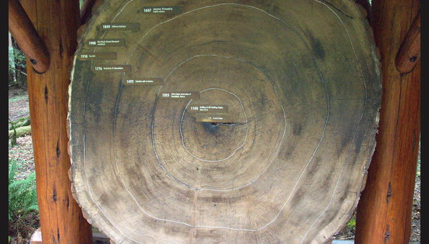 Excursion à Muir Woods & Sausalito - Photo 3