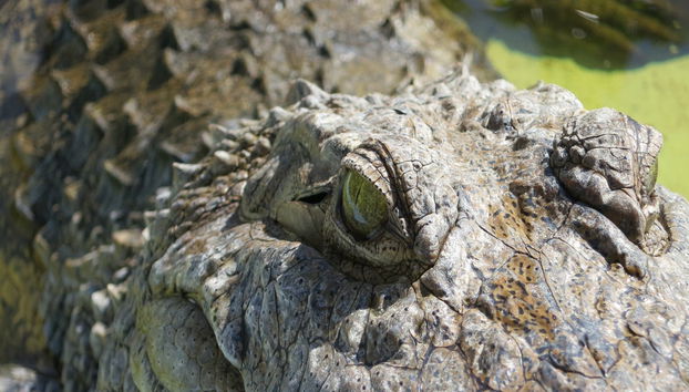 Passeio de airboat pelos Everglades - Foto 2