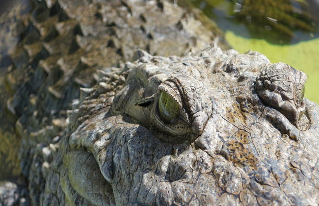 Paseo en aerodeslizador por los Everglades - Foto 2